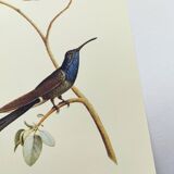 Illustration zoologique colibri à queue d'hirondelle