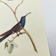Old plate - Swallow-tailed Hummingbird - Zoological illustration of birds