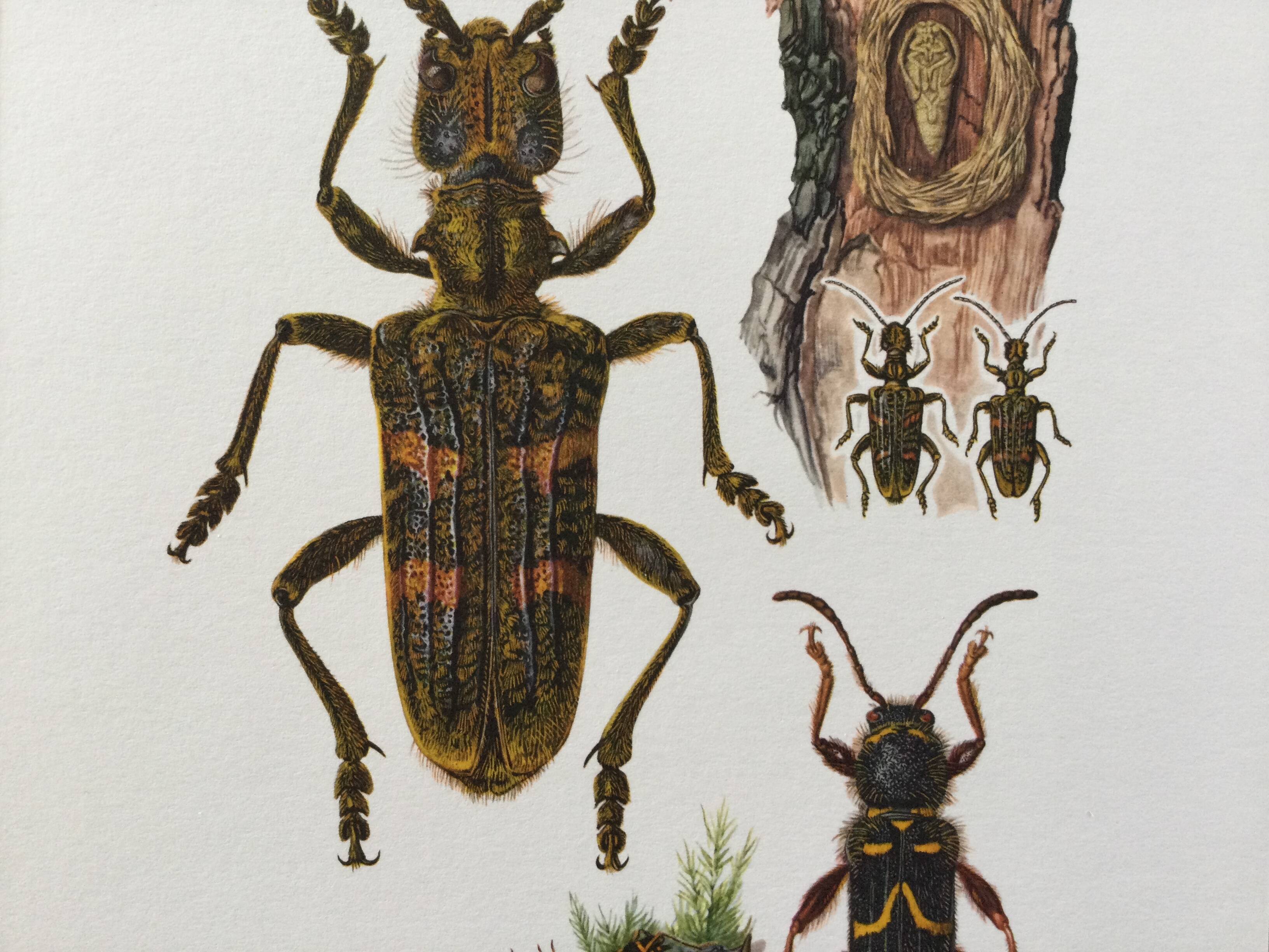 Old illustration "insects", 1960s