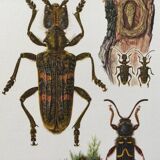 Old illustration "insects", 1960s