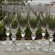 Set of 6 antique crystal champagne flutes. Engraved frieze.