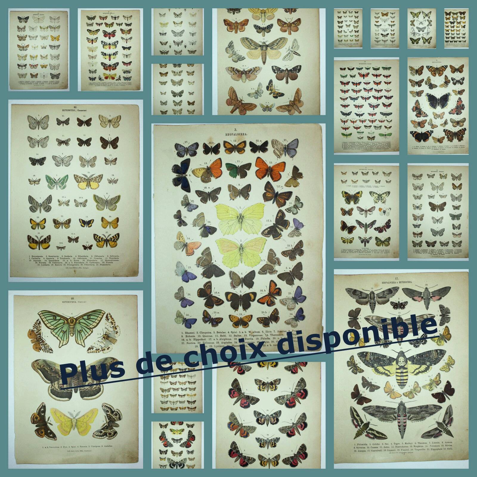 Antique print of Butterflies - Lithograph from 1887 - Brassicae - Original illustration