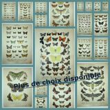 Antique print of Butterflies - Lithograph from 1887 - Brassicae - Original illustration