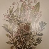 Frame botanical prints nineteenth century
