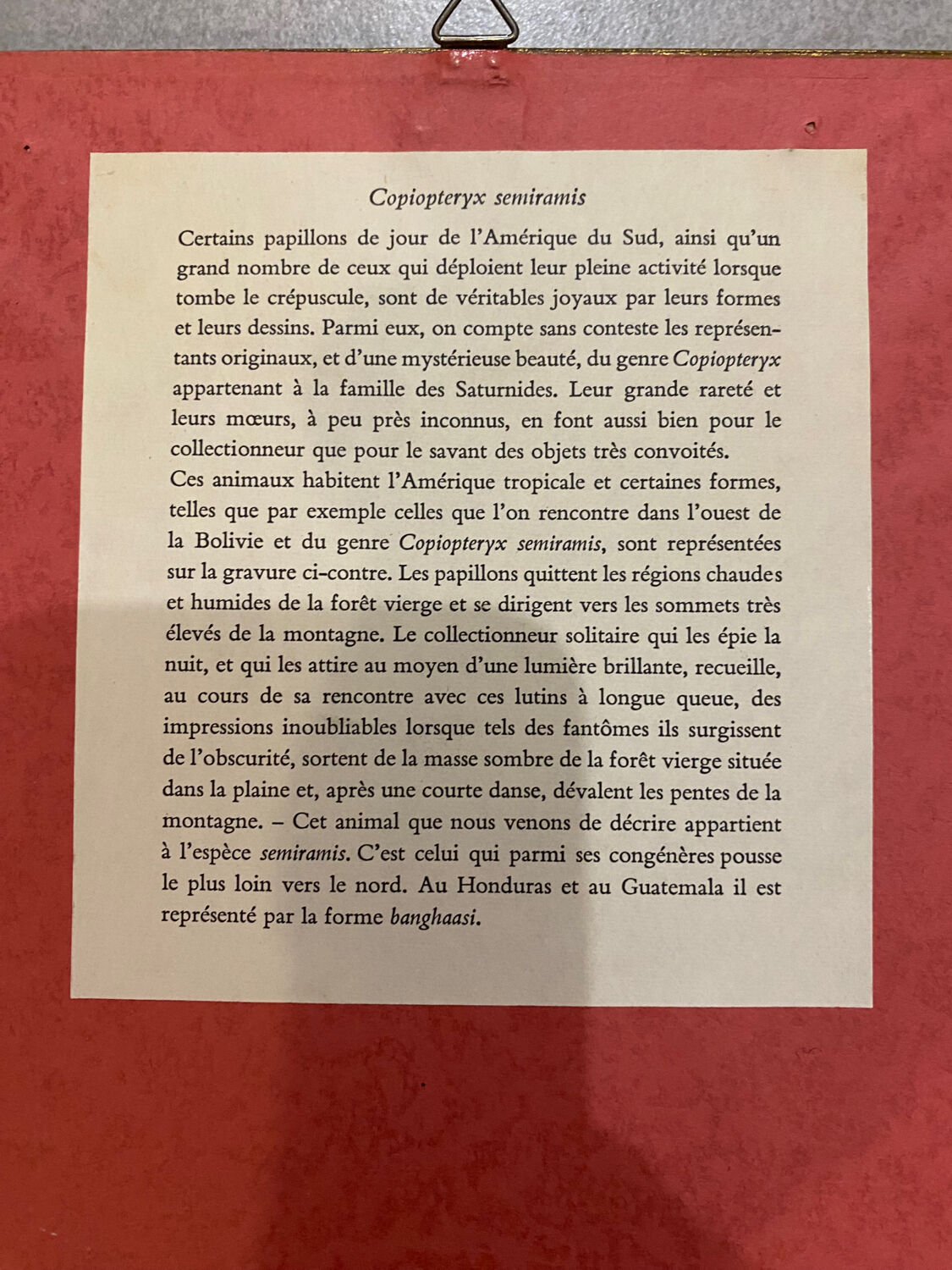 Planches zoologiques vintage -Papillons