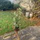Vintage rattan and wicker plant holder
