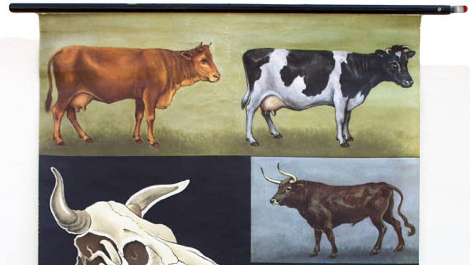 Poster of the Jung-Koch-Quentell School, cows, 1959
