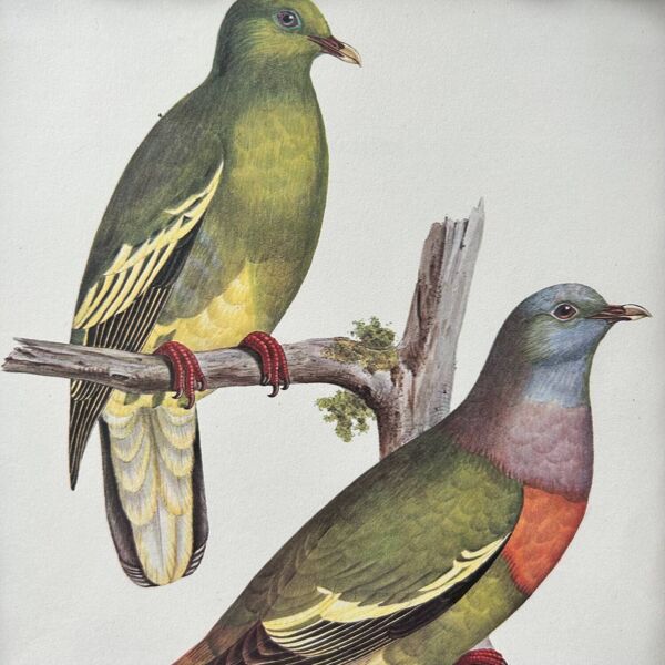 Cadre en rotin et planche ornithologique