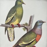 Rattan frame and ornithological board