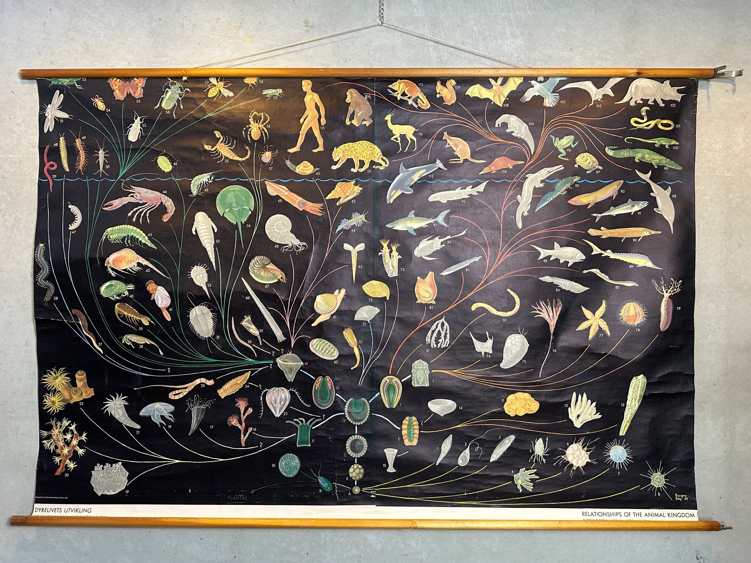 XL vintage linen school chart – ‘Relations of the animal kingdom’