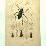 Old engraving from 1839 - Psalidognathus Insect - Hand-colored plate