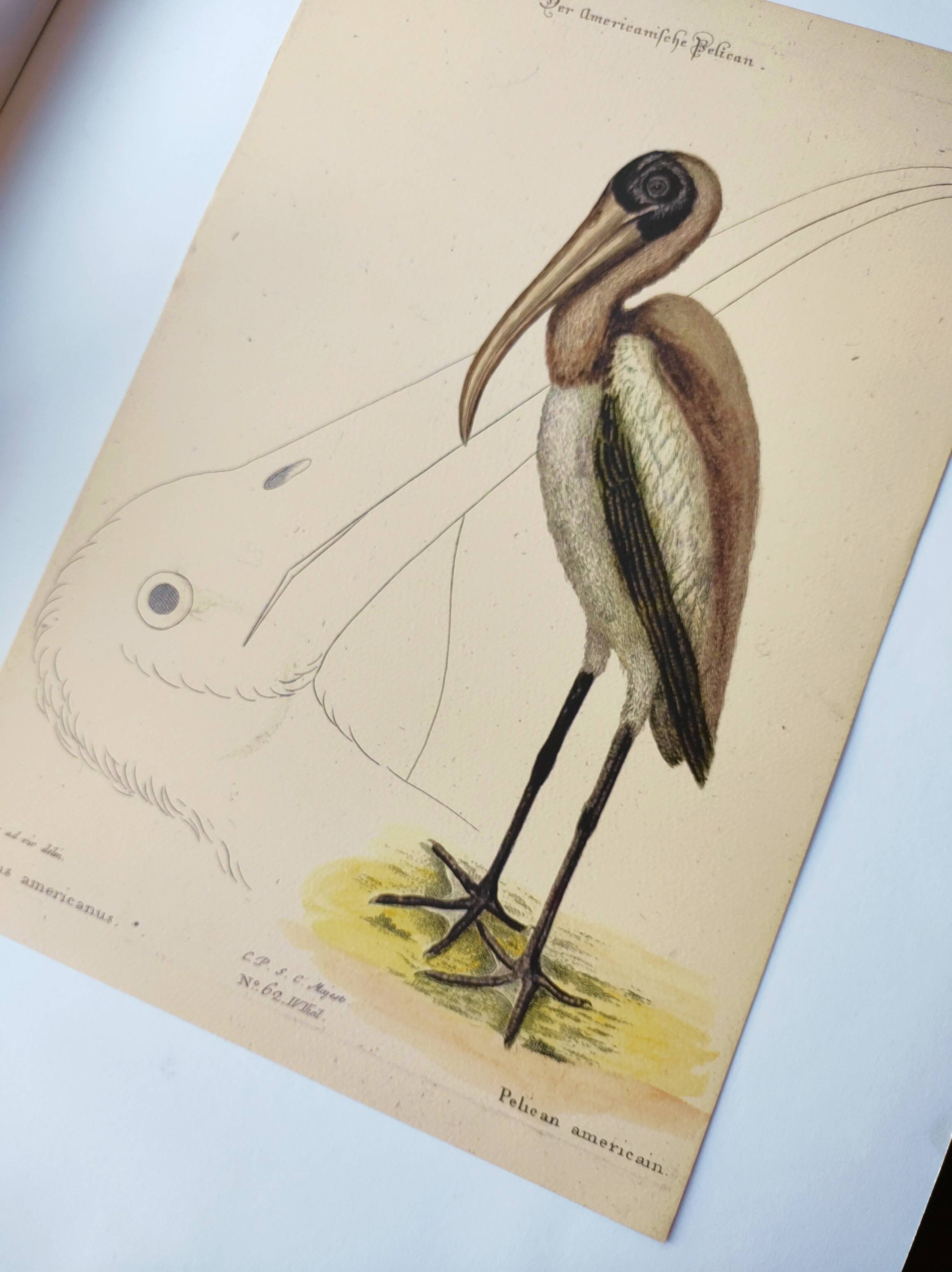 Antique bird engraving - American Pelican - Zoological plate by Seligmann & Catesby