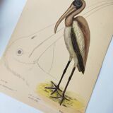 Antique bird engraving - American Pelican - Zoological plate by Seligmann & Catesby
