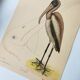 Antique bird engraving - American Pelican - Zoological plate by Seligmann & Catesby