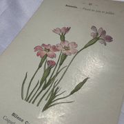 Botanical plate drawing flower France 19th century