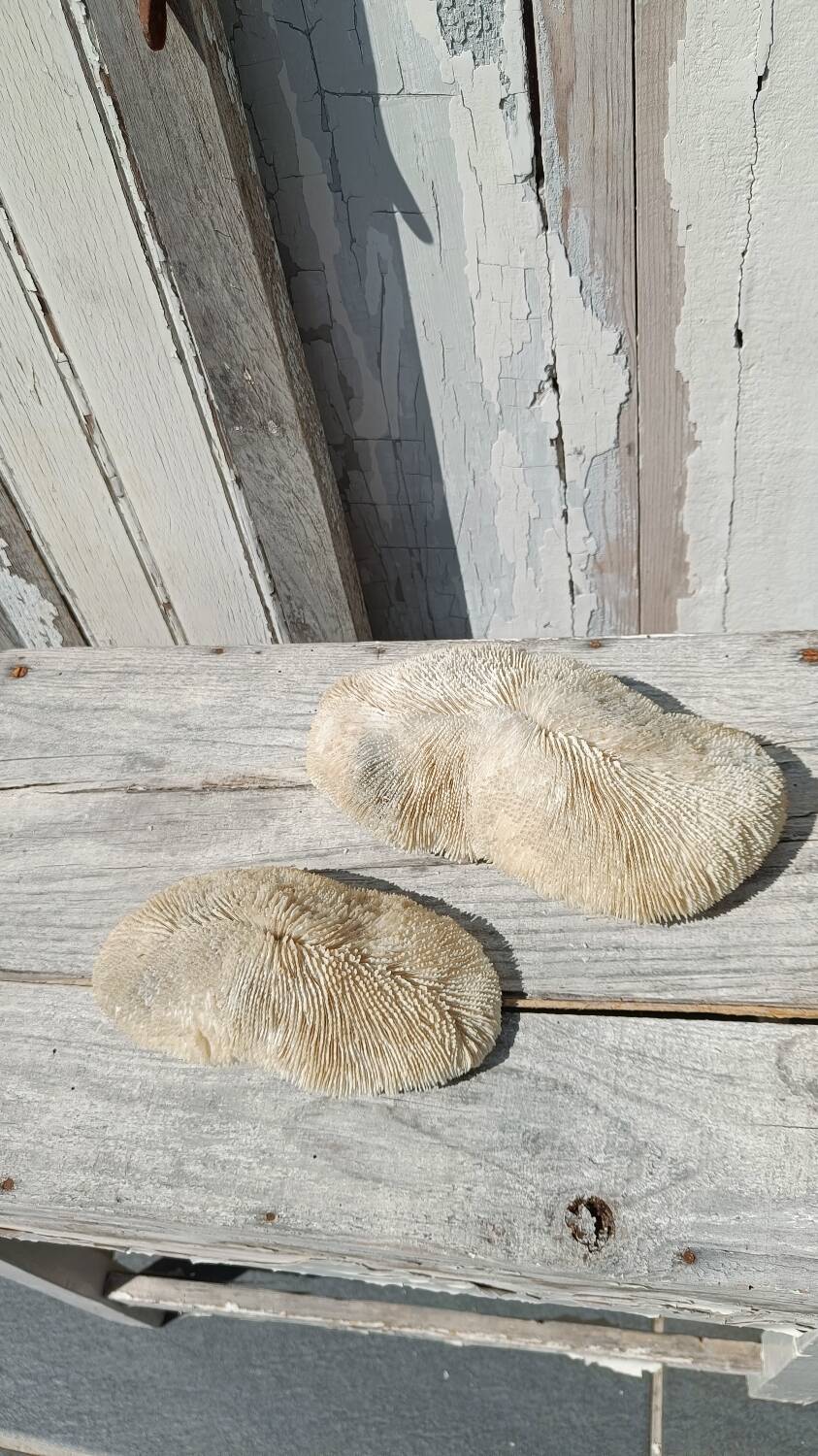 Vintage coral fungia