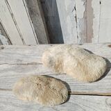 Vintage coral fungia