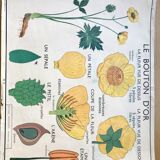 Rossignol pedagogical poster