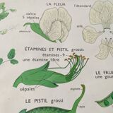 Botanical school poster Montmorillon 15 & 16