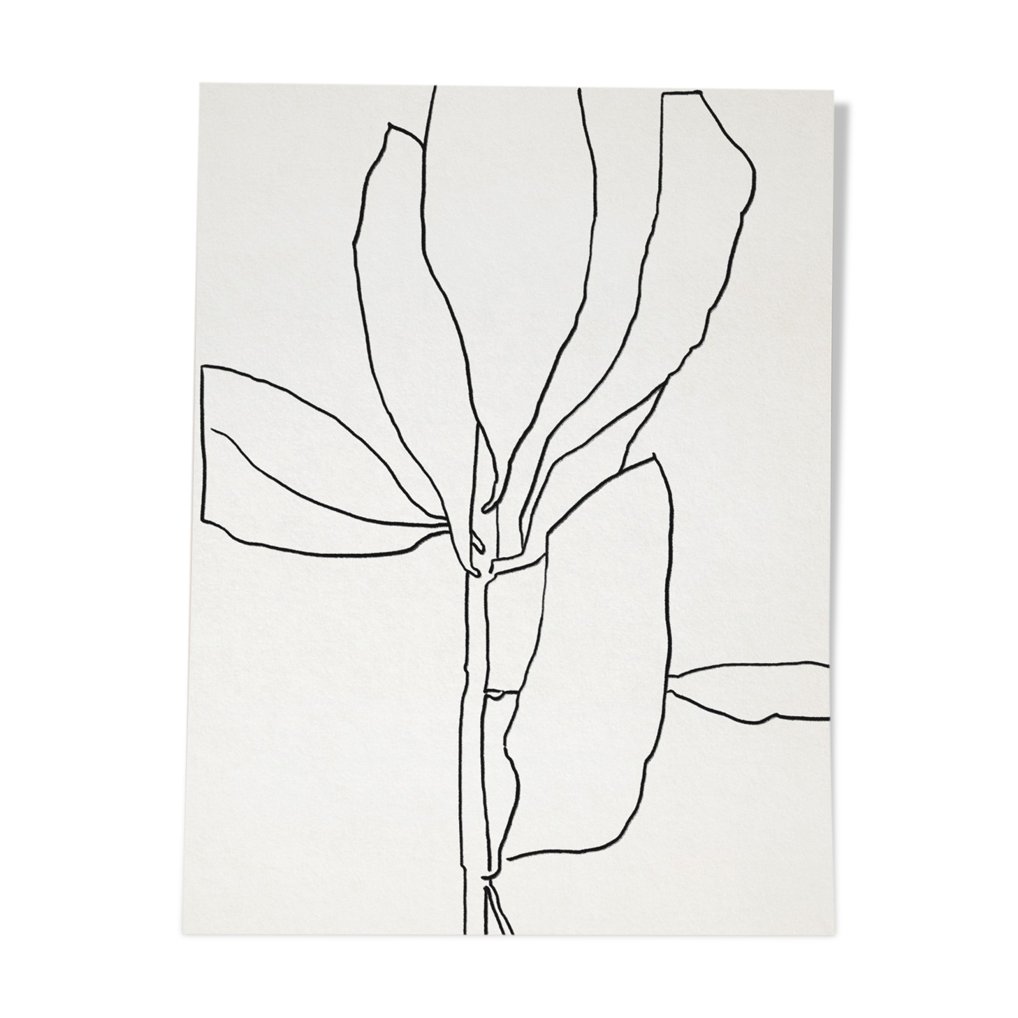 Illustration botanique lignes noires 50x70cm
