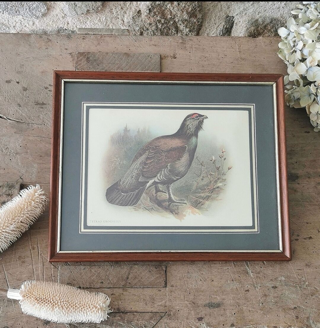 Bird lithograph table 27x 22cm