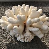 Corail