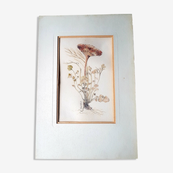 Stunning original botanical watercolor signed