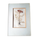 Aquarelle originale ancienne botanique signée