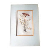 Original antique botanical watercolor signed