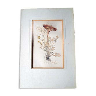 Stunning original botanical watercolor signed