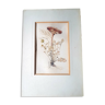 Stunning original botanical watercolor signed