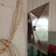 Pair of metal wall light