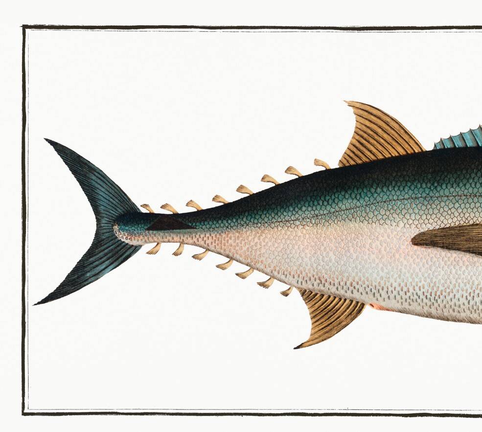 Poster about tuna, based on an old engraving from 1746.