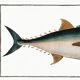 Poster about tuna, based on an old engraving from 1746.