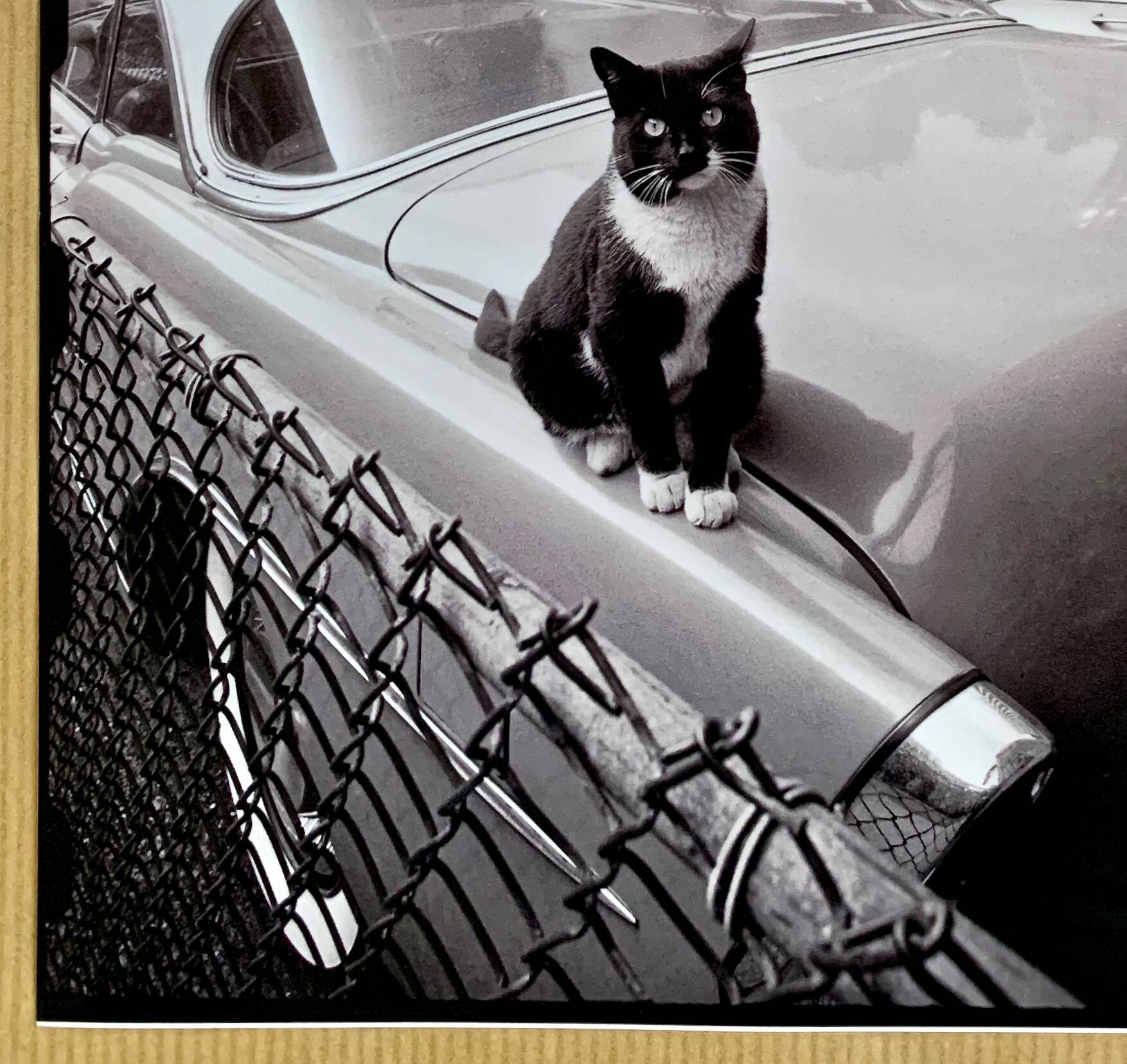 Fine Art Photography by Angelo Rizzuto “Cat on a Car” – New York, 1958