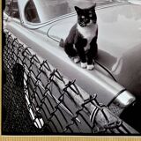 Fine Art Photography by Angelo Rizzuto “Cat on a Car” – New York, 1958
