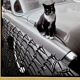 Fine Art Photography by Angelo Rizzuto “Cat on a Car” – New York, 1958