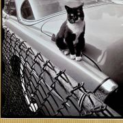 Fine Art Photography by Angelo Rizzuto “Cat on a Car” – New York, 1958