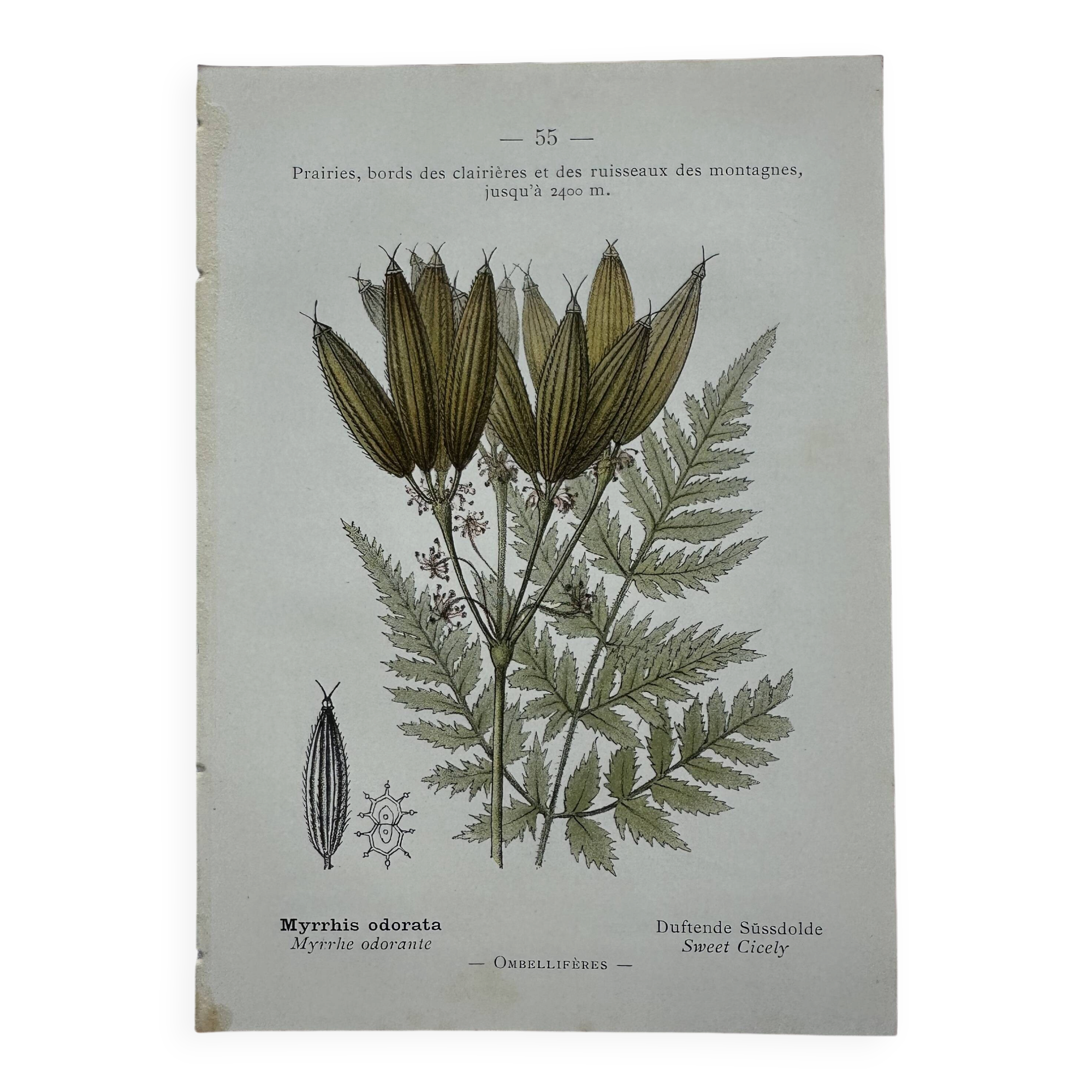 Naturalist plate lithograph old flowers
