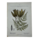 Naturalist plate lithograph old flowers