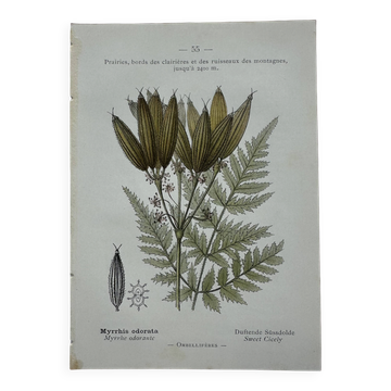Naturalist plate lithograph old flowers