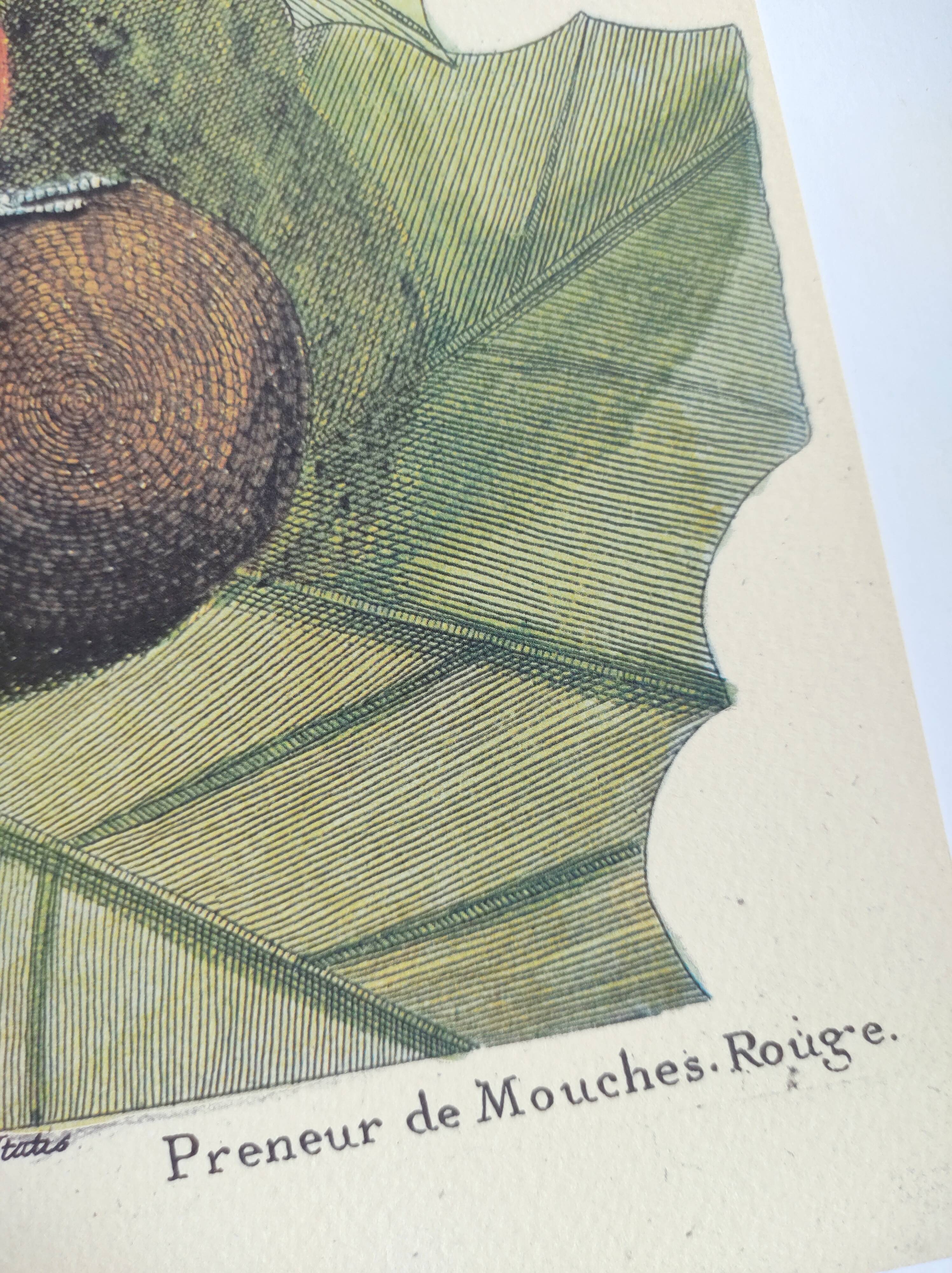 Old bird engraving - Flycatcher - Ornitology board by Seligmann & Catesby. 1973