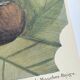 Old bird engraving - Flycatcher - Ornitology board by Seligmann & Catesby. 1973
