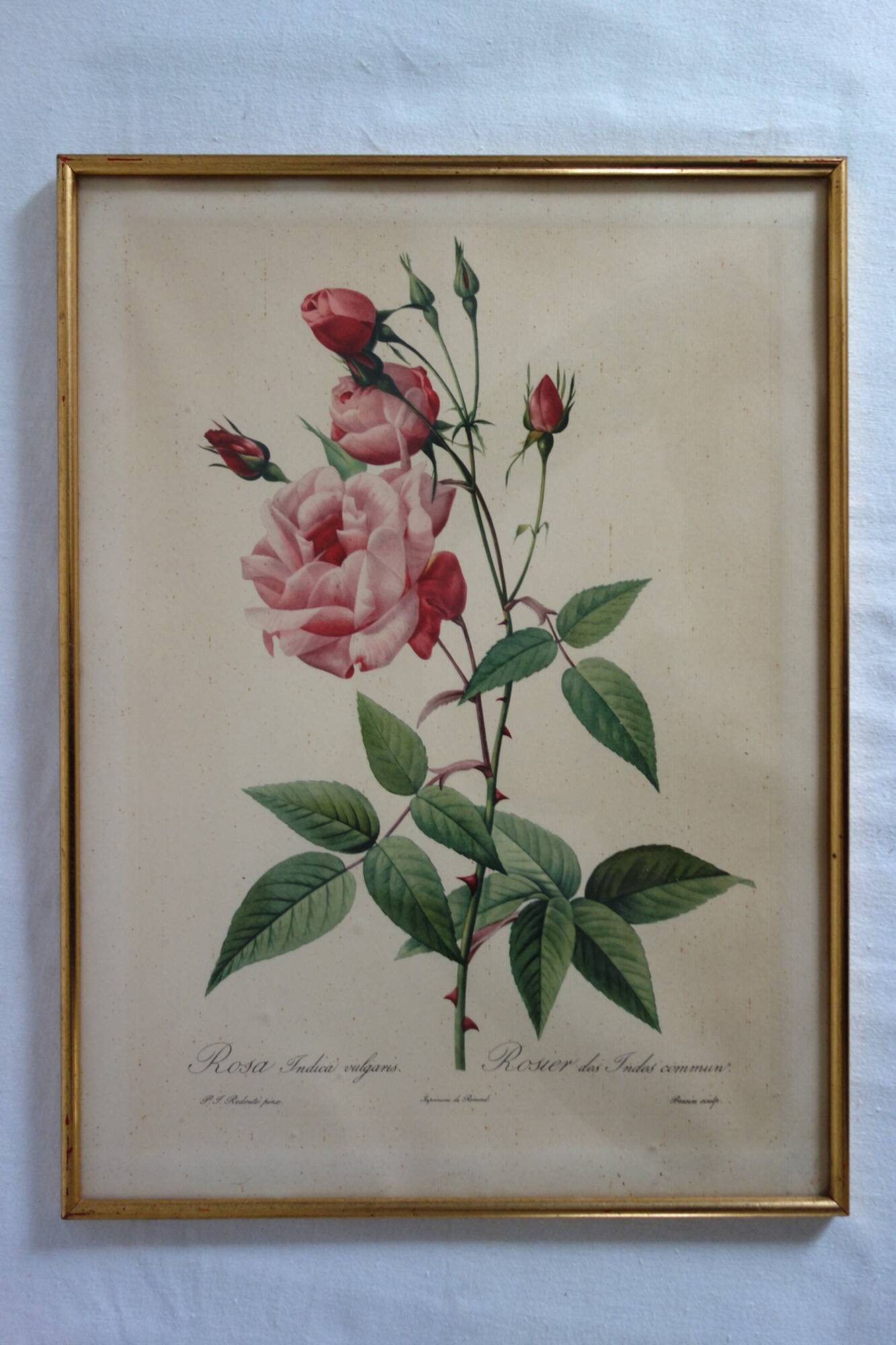 4 antique botanical plates of roses by P.J. Redouté
