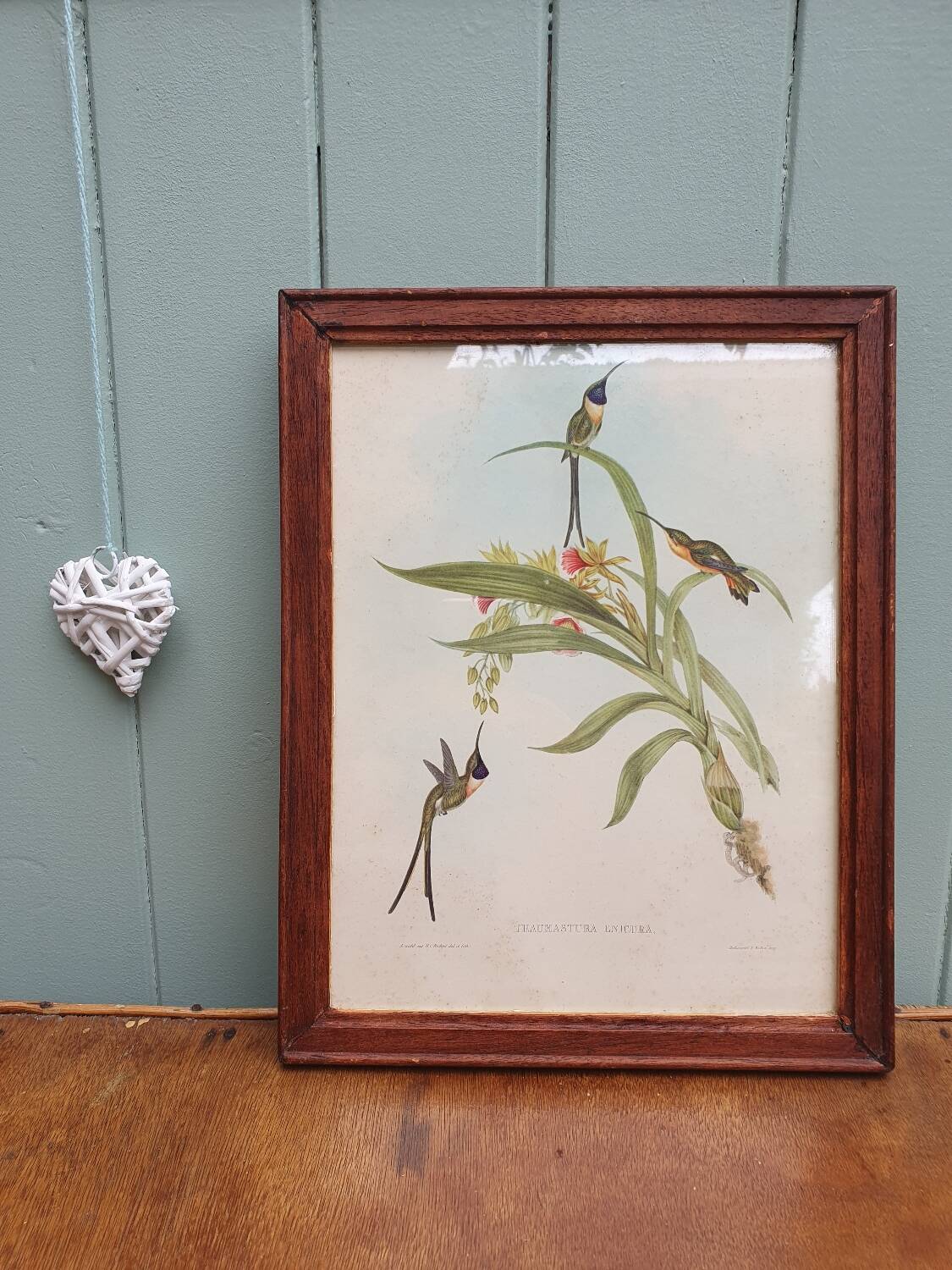 Hummingbirds Lithograph Duo