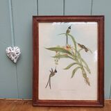 Hummingbirds Lithograph Duo