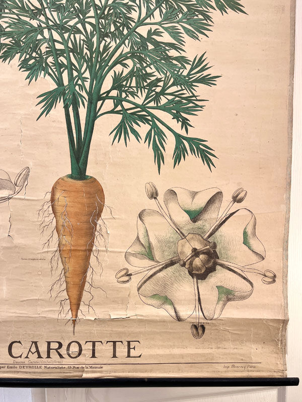 Old botanical plate of the house Deyrolle "The carrot"