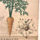 Old botanical plate of the house Deyrolle "The carrot"