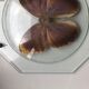 Papillon naturalisé sous globe de verre bombé