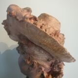 Bust signed D. Van Den Bossche in terracotta